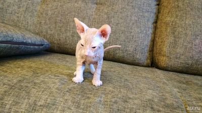 Лот: 13049350. Фото: 1. Котенок сфинкс. Кошки, котята