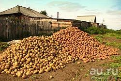 Лот: 10248669. Фото: 1. Продам отборный картофель. Со... Картофель