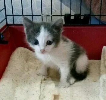 Лот: 11643893. Фото: 1. Кошечка, 1 месяц. Кошки, котята