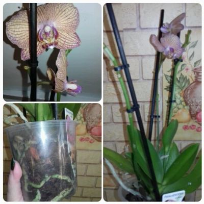Лот: 3797025. Фото: 1. орхидея фаленопсис 4.. Горшечные растения и комнатные цветы