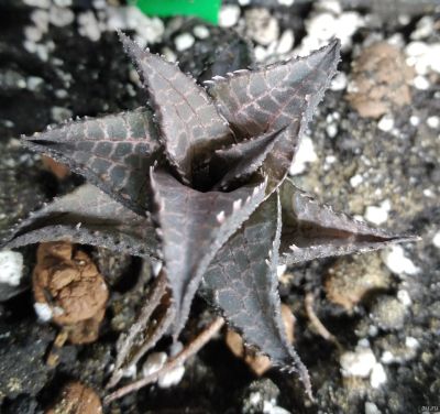 Лот: 15660006. Фото: 1. Хавортия Haworthia tesselata. Горшечные растения и комнатные цветы