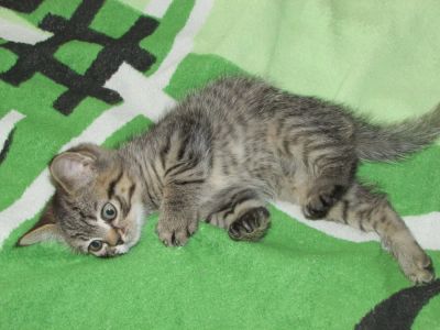 Лот: 7164566. Фото: 1. шотландские котята парень 2ой. Кошки, котята