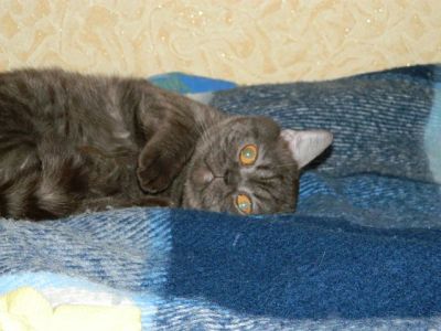 Лот: 3008566. Фото: 1. Британский кот. Кошки, котята