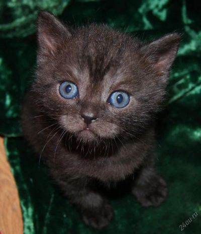 Лот: 4113566. Фото: 1. дымчатый шотландский котенок. Кошки, котята