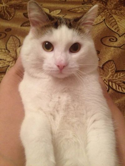 Лот: 5658609. Фото: 1. Отдается котик-подросток, 10 месяцев. Кошки, котята