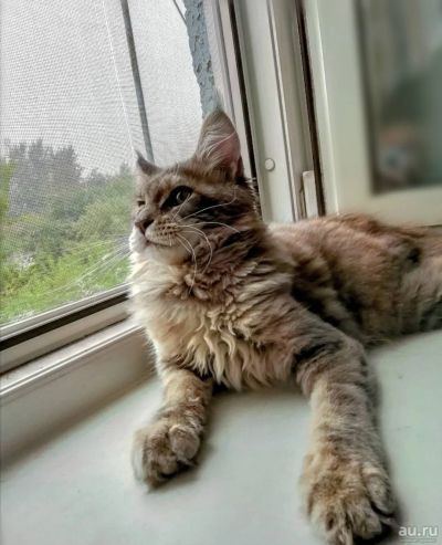 Лот: 18006621. Фото: 1. Котёнок Мейнкуна. Кошки, котята