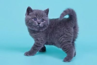 Лот: 11043100. Фото: 1. британские котята. Кошки, котята