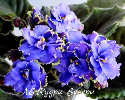 Лот: 5413524. Фото: 1. Фиалка сортовая ЛЕ-Кудри Венеры... Горшечные растения и комнатные цветы