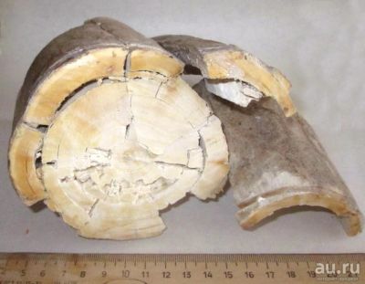 Лот: 17330185. Фото: 1. Фрагмент бивня мамонта. Минералы и окаменелости