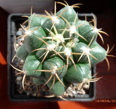 Лот: 13878030. Фото: 1. Кактус Корифанта Coryphantha elephantidens... Горшечные растения и комнатные цветы