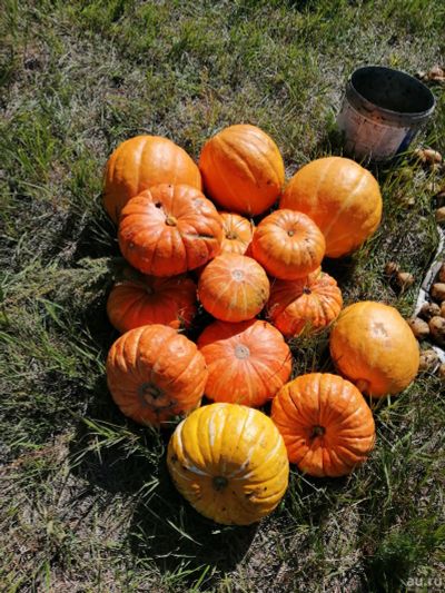 Лот: 14554584. Фото: 1. Тыква свежий урожай. Диетическое питание