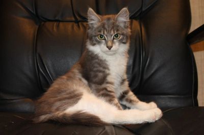 Лот: 4615683. Фото: 1. Отдам 3-месячного котенка (мальчика... Кошки, котята