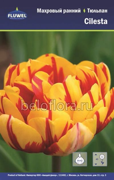 Лот: 6187835. Фото: 1. Тюльпан Cilesta. Луковица. Другое (семена, рассада, садовые растения)