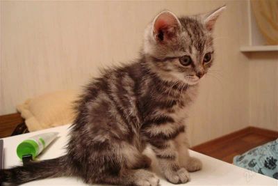 Лот: 2246387. Фото: 1. Отдам котенка в добрые руки. Кошки, котята