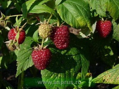 Лот: 5320053. Фото: 1. малина саженцы. Другое (семена, рассада, садовые растения)