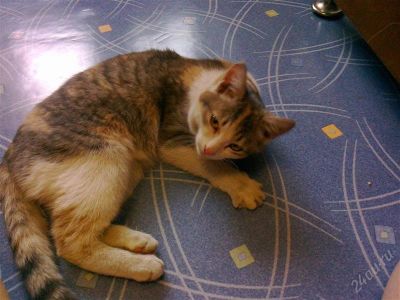 Лот: 2817845. Фото: 1. Кошка Трех цветная бесплатно. Кошки, котята
