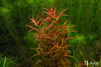 Лот: 7025724. Фото: 1. Ротала макрандра Флорида, Rotala... Водные растения