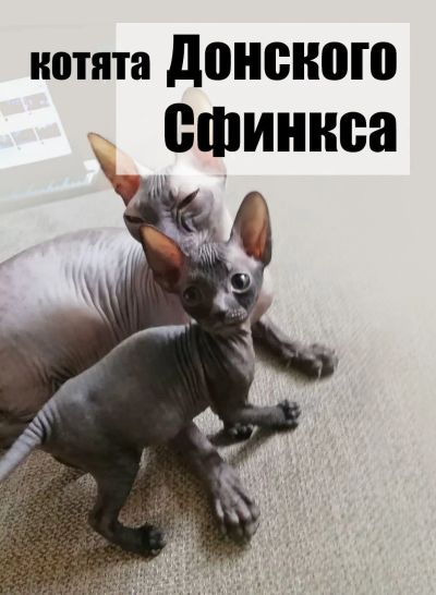 Лот: 17600718. Фото: 1. Котята Донского Сфинкса. Кошки, котята