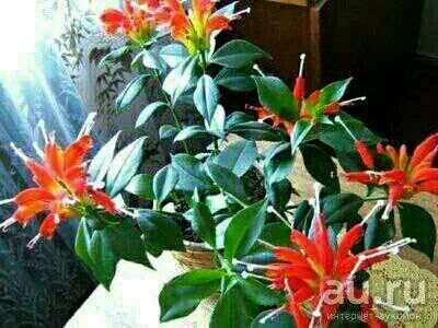 Лот: 16526717. Фото: 1. Эсхинантус прекрасный,укорененный... Горшечные растения и комнатные цветы