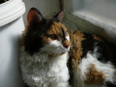 Лот: 11367046. Фото: 1. экзотическая кошечка " сибирский... Кошки, котята