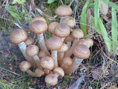 Лот: 8100326. Фото: 1. Куплю опята. Грибы