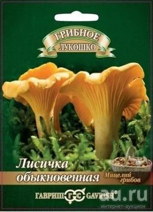 Лот: 8554041. Фото: 1. Мицелии Грибы Лисички на субстрате. Другое (семена, рассада, садовые растения)