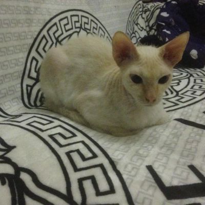 Лот: 7310015. Фото: 1. Сфинкс донской. Кошки, котята