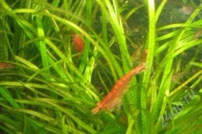 Лот: 2591521. Фото: 1. креветки. Моллюски, ракообразные, кораллы