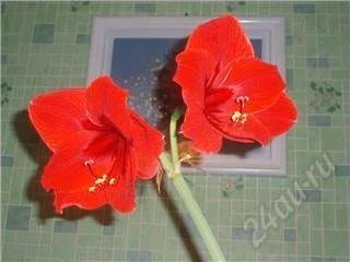 Лот: 54705. Фото: 1. Гиппеаструм гибридный. Красноярск