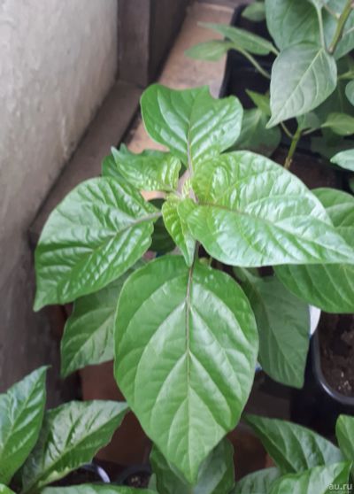 Лот: 13682654. Фото: 1. Aji umba red и yellow. Острый... Овощи
