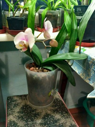 Лот: 11040816. Фото: 1. Орхидея фаленопсис. Горшечные растения и комнатные цветы