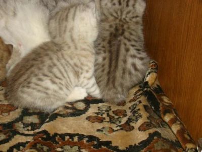 Лот: 9616225. Фото: 1. Британцы котята. Кошки, котята