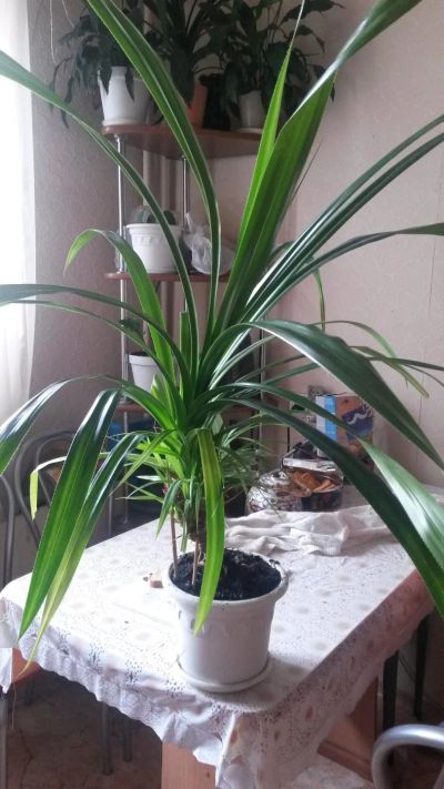 Лот: 7380304. Фото: 1. панданус. Горшечные растения и комнатные цветы