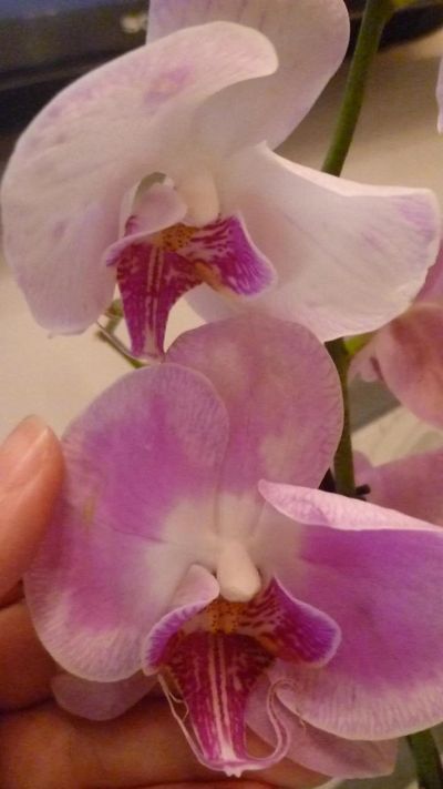Лот: 8409830. Фото: 1. орхидея фаленопсис F18. Горшечные растения и комнатные цветы