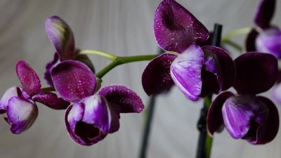 Лот: 6254887. Фото: 1. Орхидея 2 стрелки Цветет !. Горшечные растения и комнатные цветы