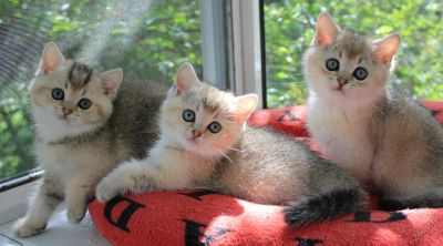 Лот: 5838322. Фото: 1. Золотые британские котята. Кошки, котята