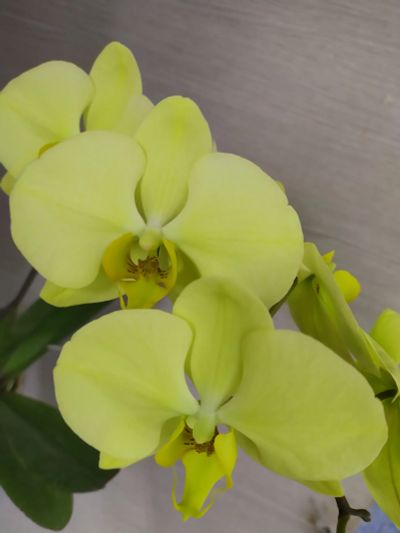 Лот: 22569451. Фото: 1. Орхидея фаленопсис Golden Apollon. Горшечные растения и комнатные цветы