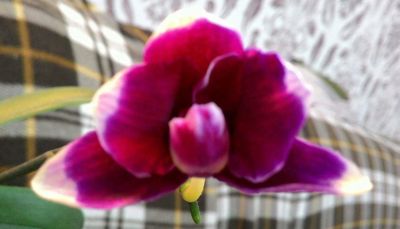 Лот: 14937911. Фото: 1. Орхидея Фаленопсис мини, отцвел. Горшечные растения и комнатные цветы