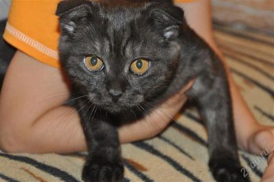 Лот: 2205094. Фото: 1. Шотландский котёнок. Кошки, котята