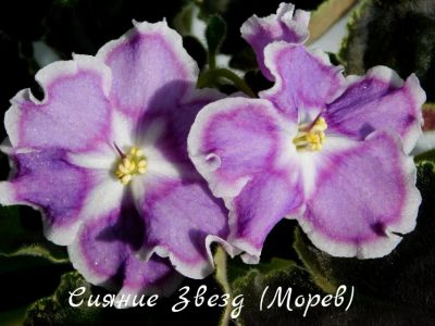 Лот: 6155468. Фото: 1. Фиалка сортовая Сияние Звезд... Горшечные растения и комнатные цветы
