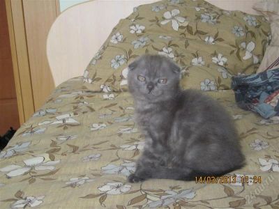 Лот: 2657938. Фото: 1. Вислоухий котенок. Другое (животные и уход)