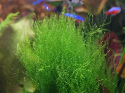 Лот: 11121455. Фото: 1. Мох Стринги (Stringy moss / Leptodictyum... Водные растения