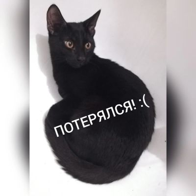 Лот: 13911559. Фото: 1. Потерялся кот. Кошки, котята