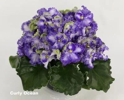 Лот: 17165497. Фото: 1. фиалка Curly Ocean (Стандарт... Горшечные растения и комнатные цветы