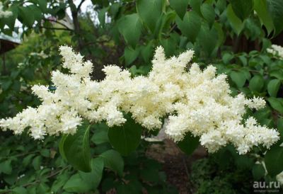 Лот: 13805287. Фото: 1. Сирень Амурская. Декоративные кустарники и деревья