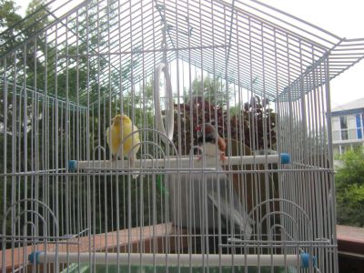 Лот: 5866615. Фото: 1. Канарейки + клетка. Птицы