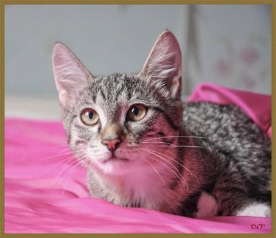 Лот: 7823408. Фото: 1. Котятки девочки. Кошки, котята