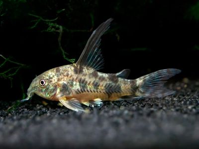 Лот: 20089323. Фото: 1. Сомик крапчатый (Corydoras paleatus... Рыбки