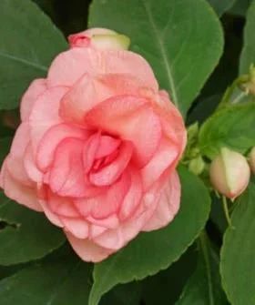 Лот: 17291752. Фото: 1. Бальзамин махровый Peach. Горшечные растения и комнатные цветы