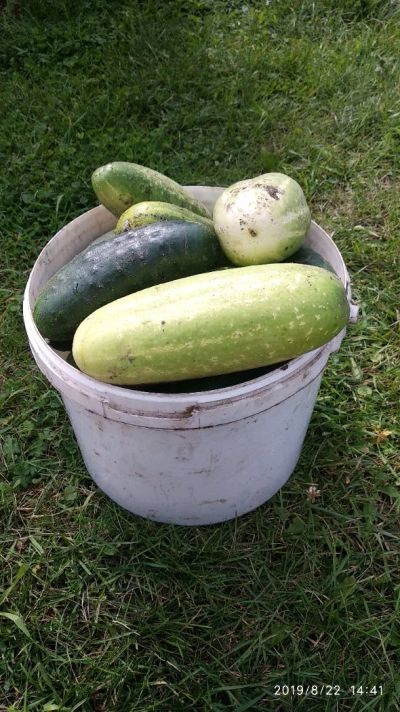 Лот: 14415762. Фото: 1. Огурцы 🥒. Овощи, фрукты, зелень